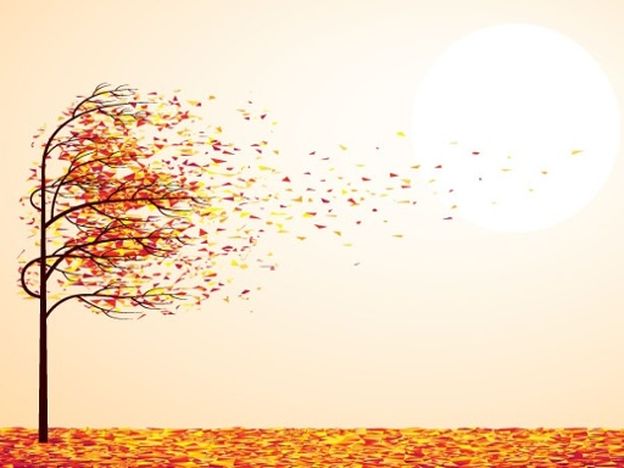 Autumntree stock photo
